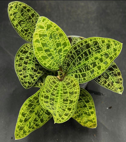 Macodes petola حبة وحدة