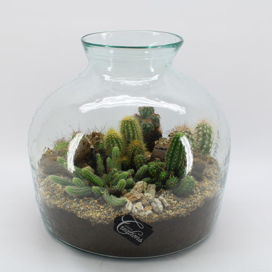 Arrangement cactus