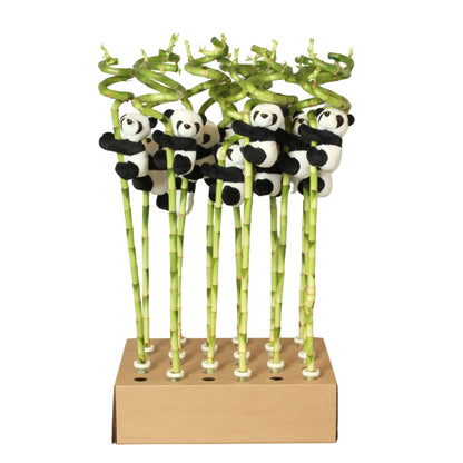 Dracaena san. lucky bamboo ٥٠ سم