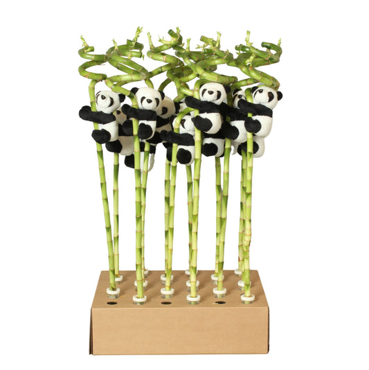 Dracaena san. lucky bamboo ٥٠ سم