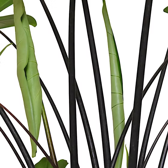 الوكاسيا التنين الصغيره