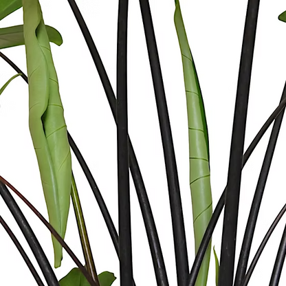 الوكاسيا التنين الصغيره