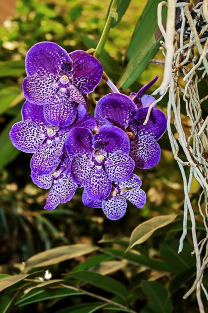 Vanda hybriden