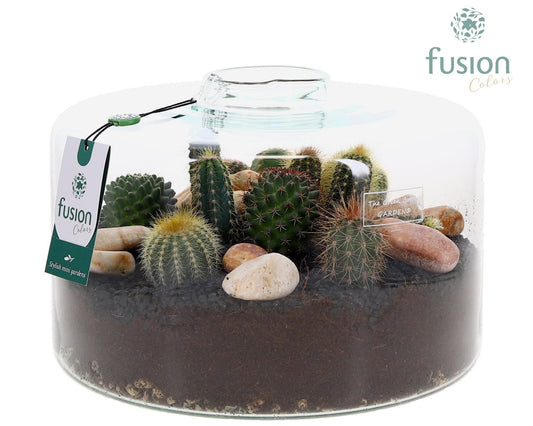 Arrangement cactus حوض اسطواني مدور