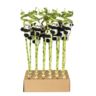 Dracaena san. lucky bamboo  كبيره  ٨٠    سم
