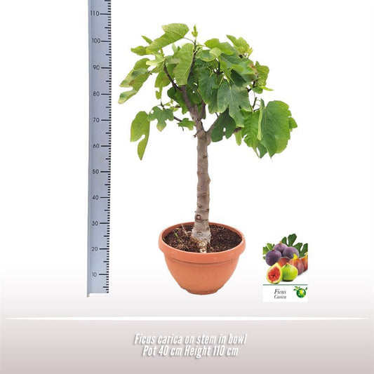 تين مطعم ثلاث طعوم