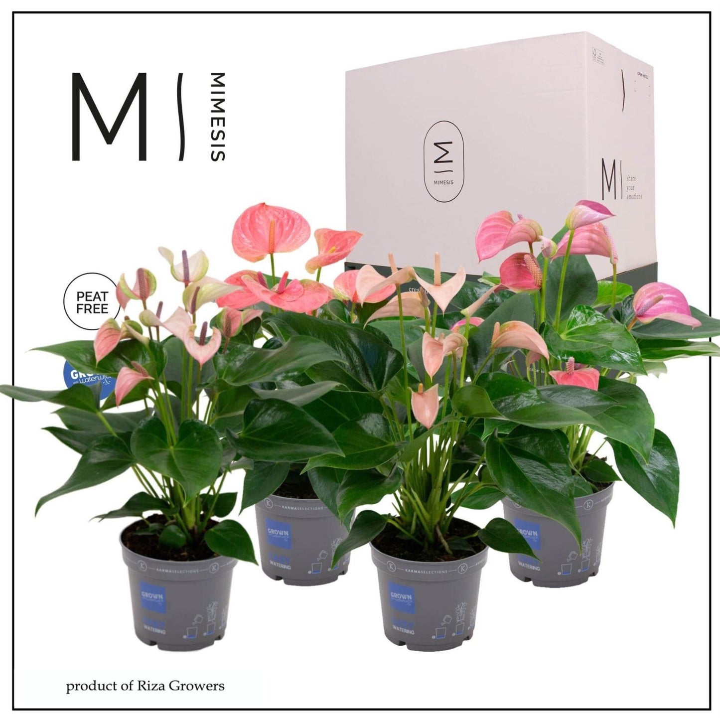 Anthurium mixed
