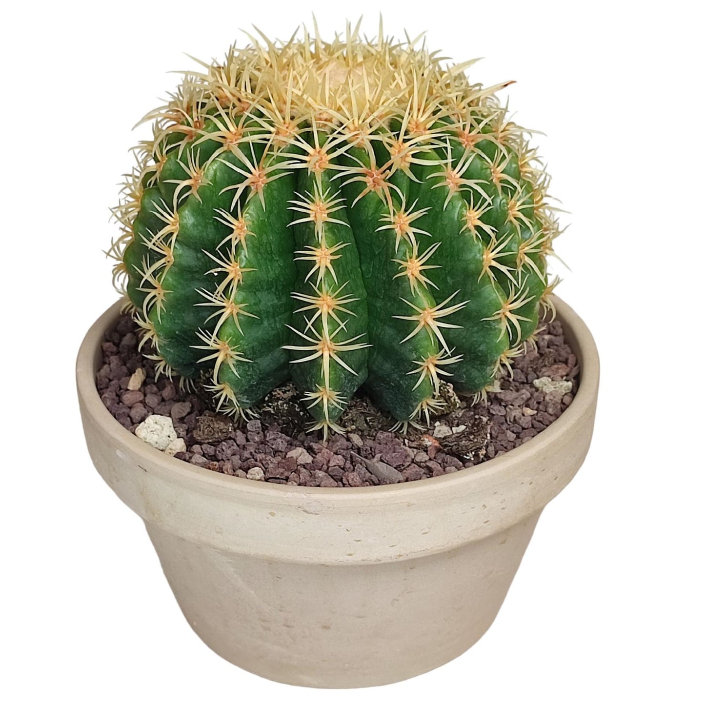 Echinocactus grusonii