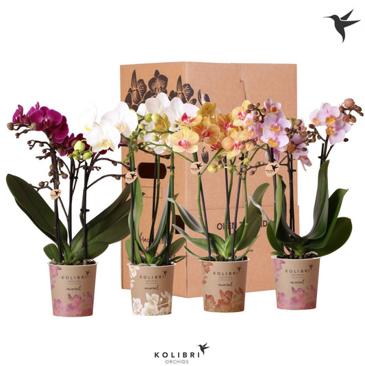 Kolibri Orchids Phalaenopsis – 3 Spike