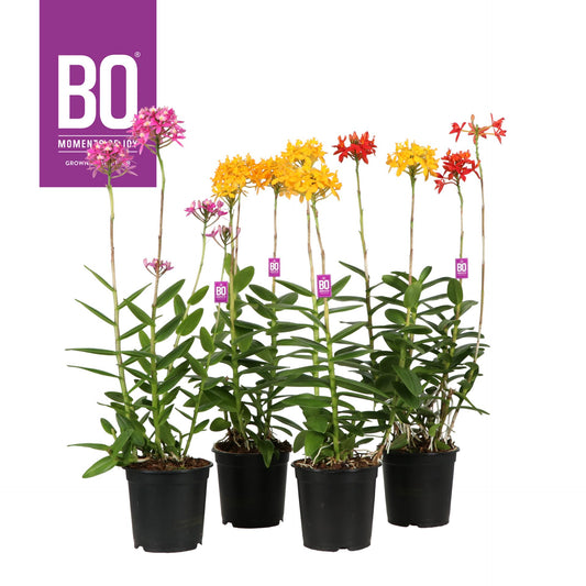 Epidendrum