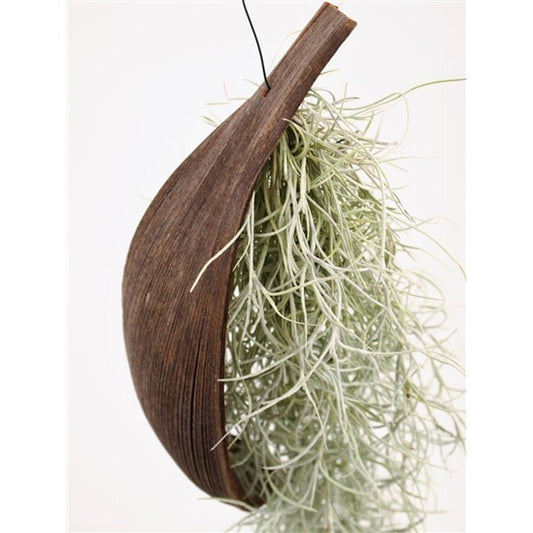 نبات هوائي مع قشر جوز الهند طويل ١٨٠ سم