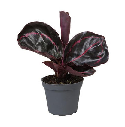 Calathea roseopicta dottie