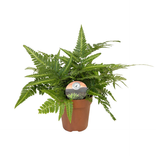 Arachniodes aristata variegata