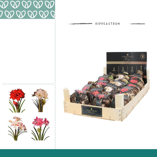 Flowerbulb hippeastrum بصيلة حبة فقط حسب اللون