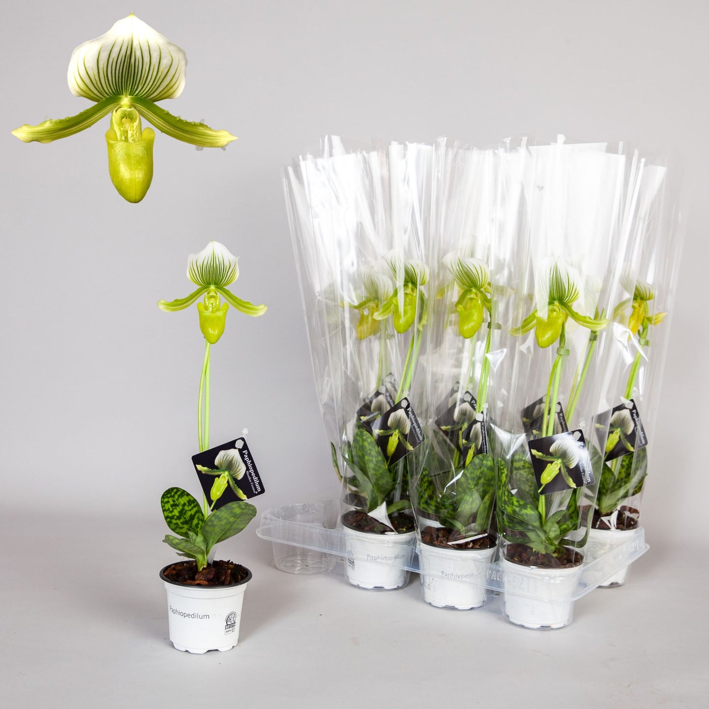 Paphiopedilum maudiae femma