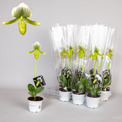 Paphiopedilum maudiae femma
