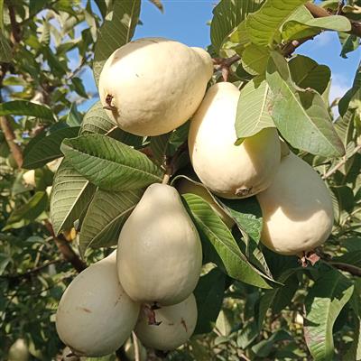 Limon جوافة الليمون