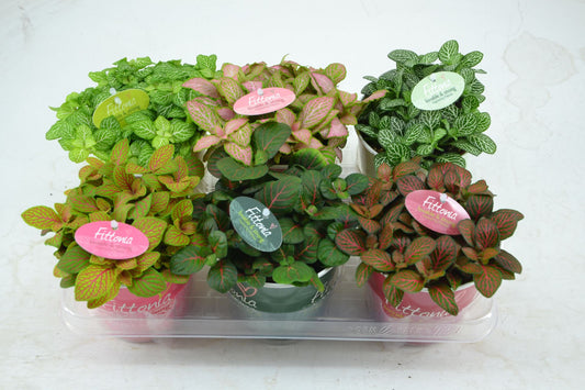 Fittonia فتونيا حبة