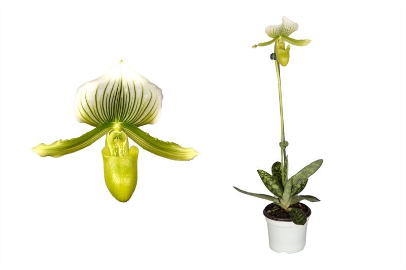 Paphiopedilum maudiae femma