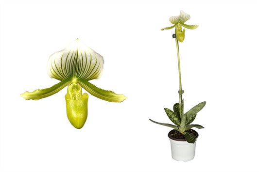 Paphiopedilum maudiae femma