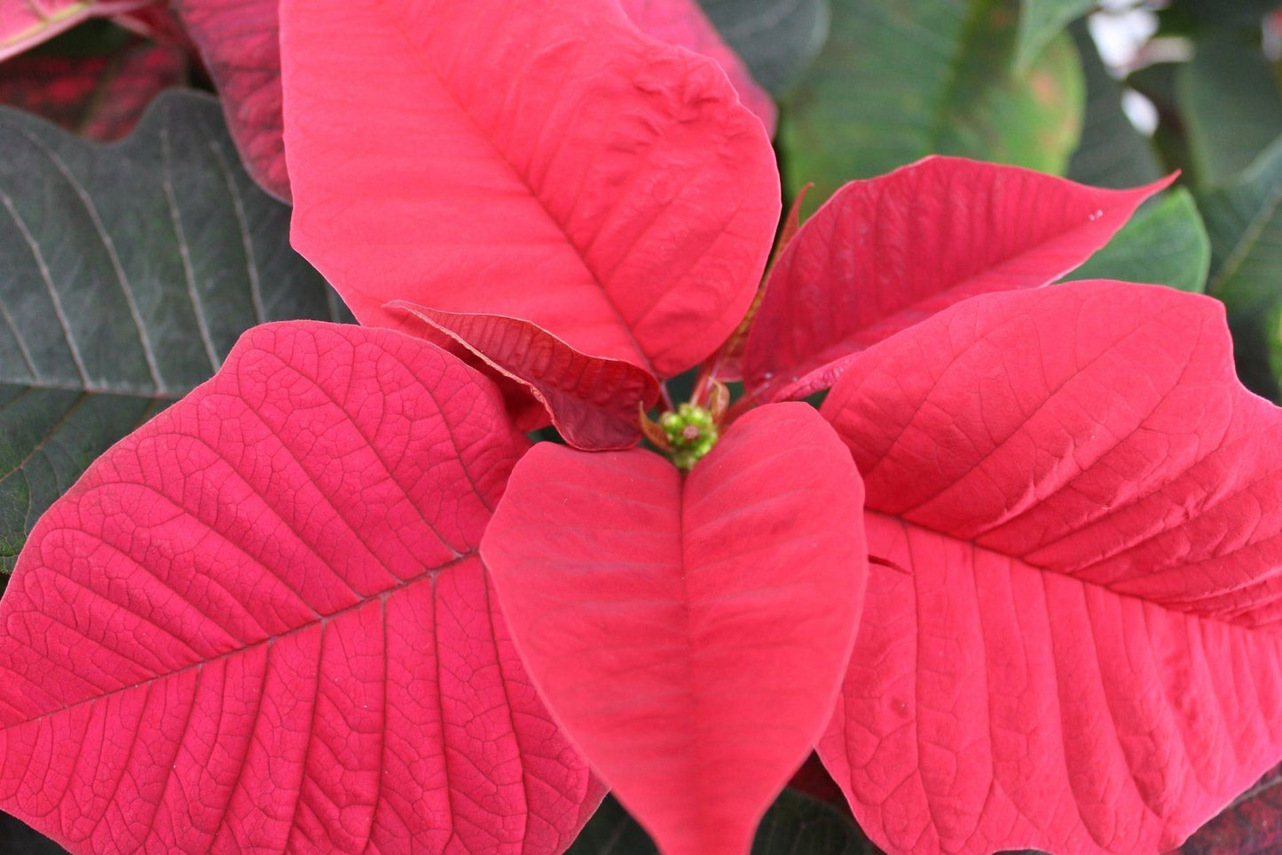 Euphorbia p. carnaval