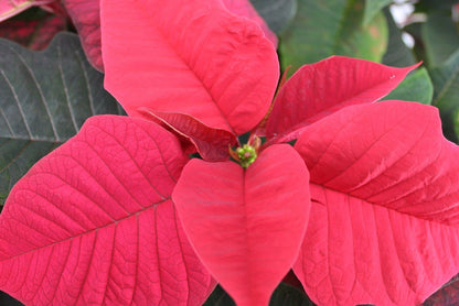 Euphorbia p. carnaval
