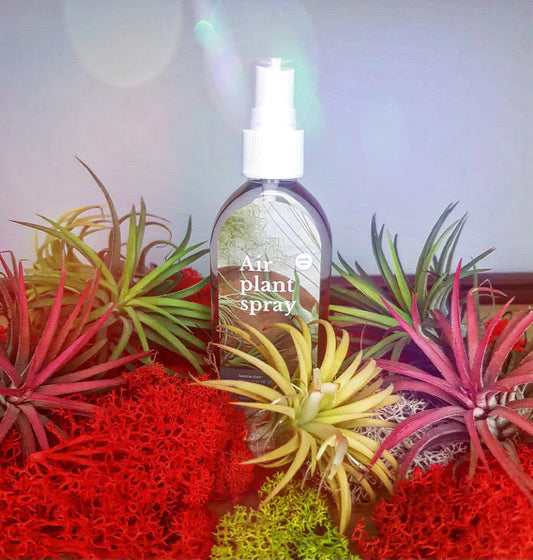 Air plant spray 80ml. مغذي