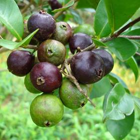 Eugeniaefolia (Guayabito Purpura) جوافة الفراولة غامق