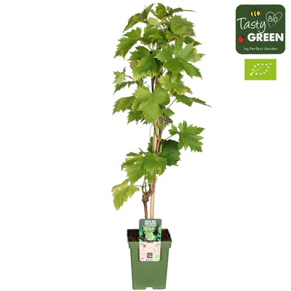 Vitis vinifera