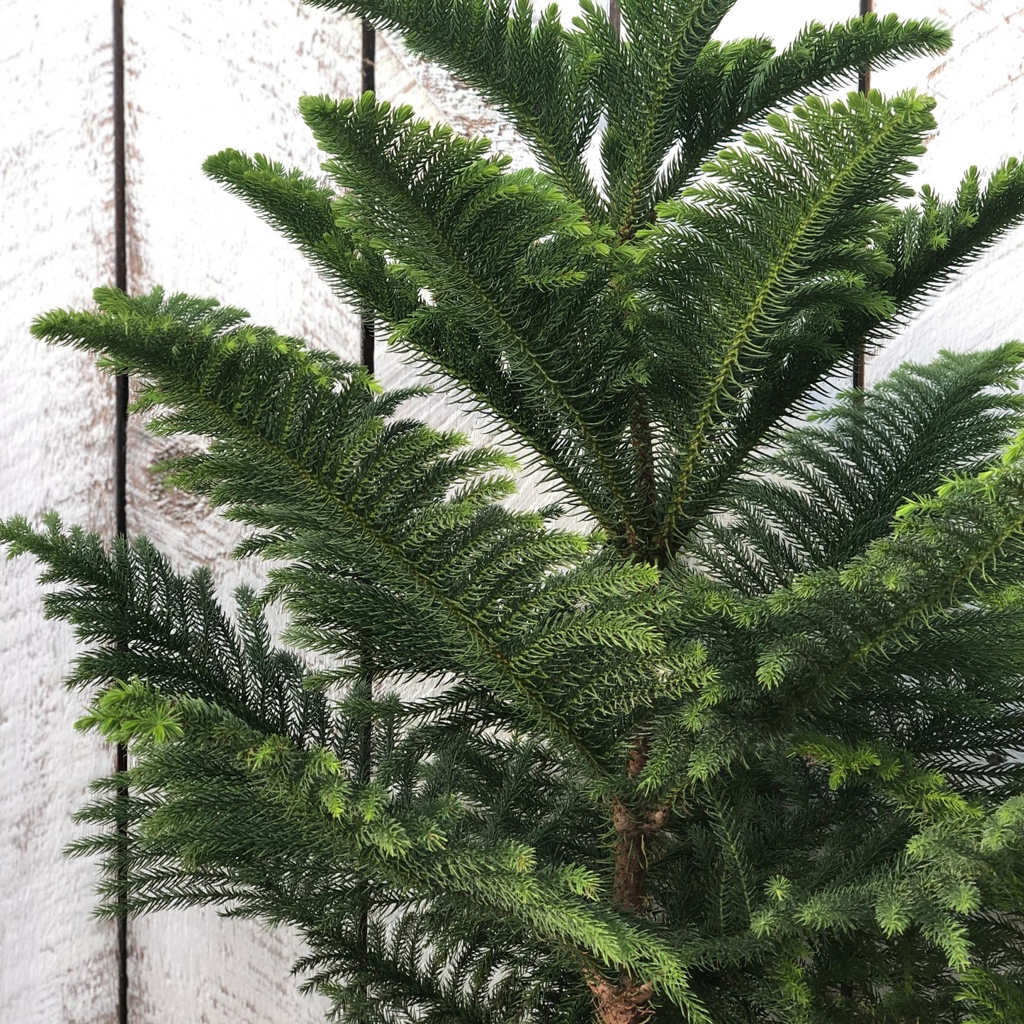 Araucaria heterophylla  شجرة