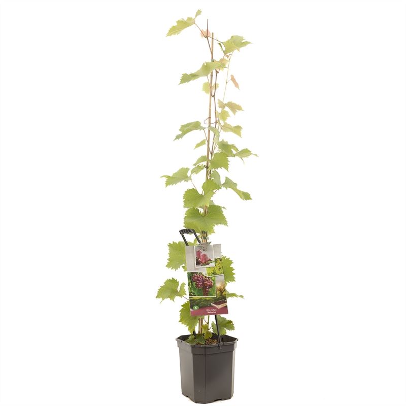 Vitis katharina عنب وردي