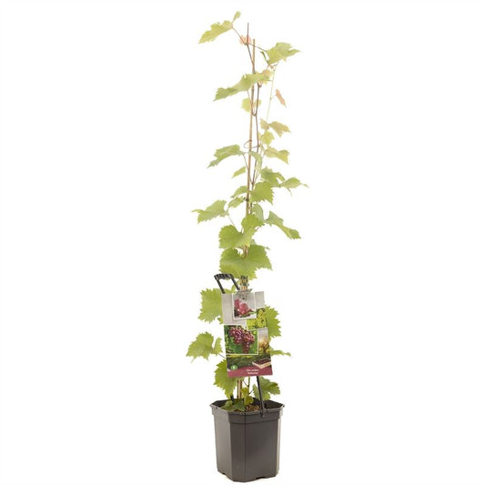 Vitis katharina عنب وردي