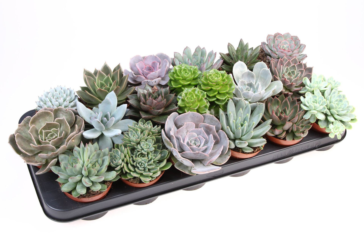 Echeveria حبة وحدة