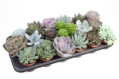 Echeveria حبة وحدة