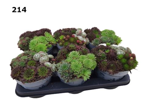 Sempervivum