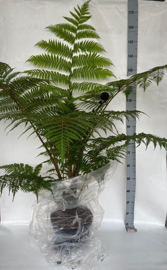 Cyathea cooperii**