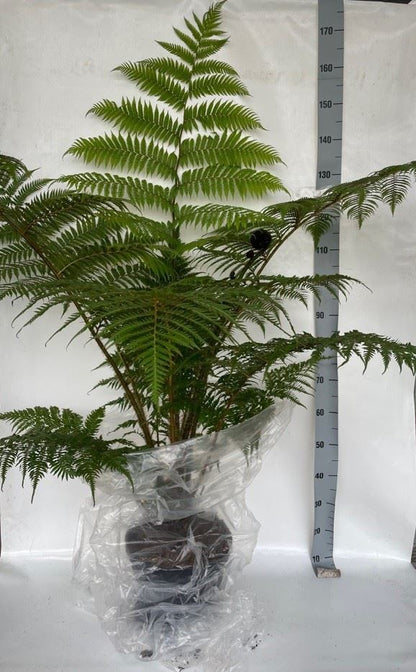 Cyathea cooperii**