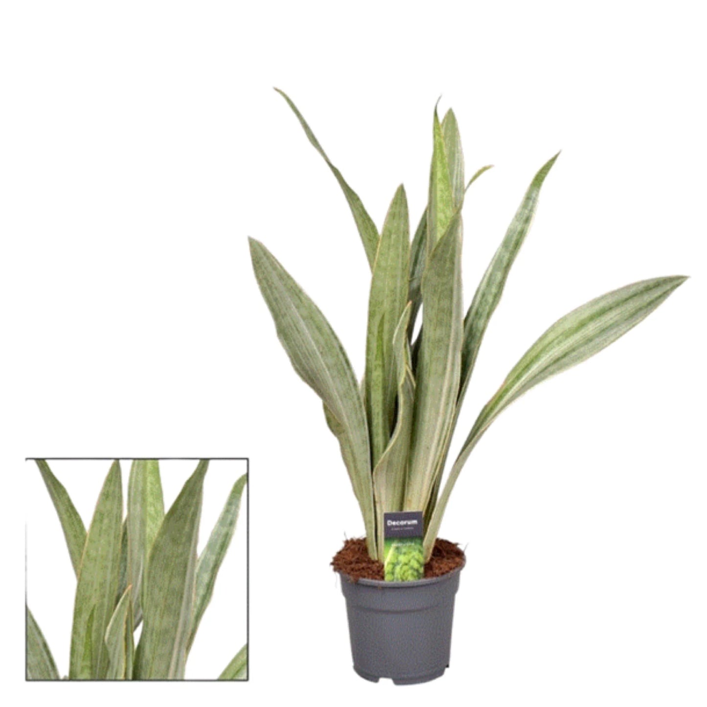 Sansevieria Aubrytniana Metallica