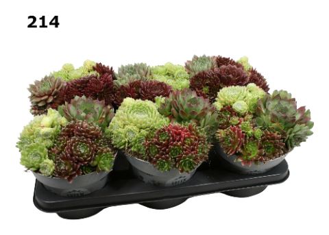 Sempervivum