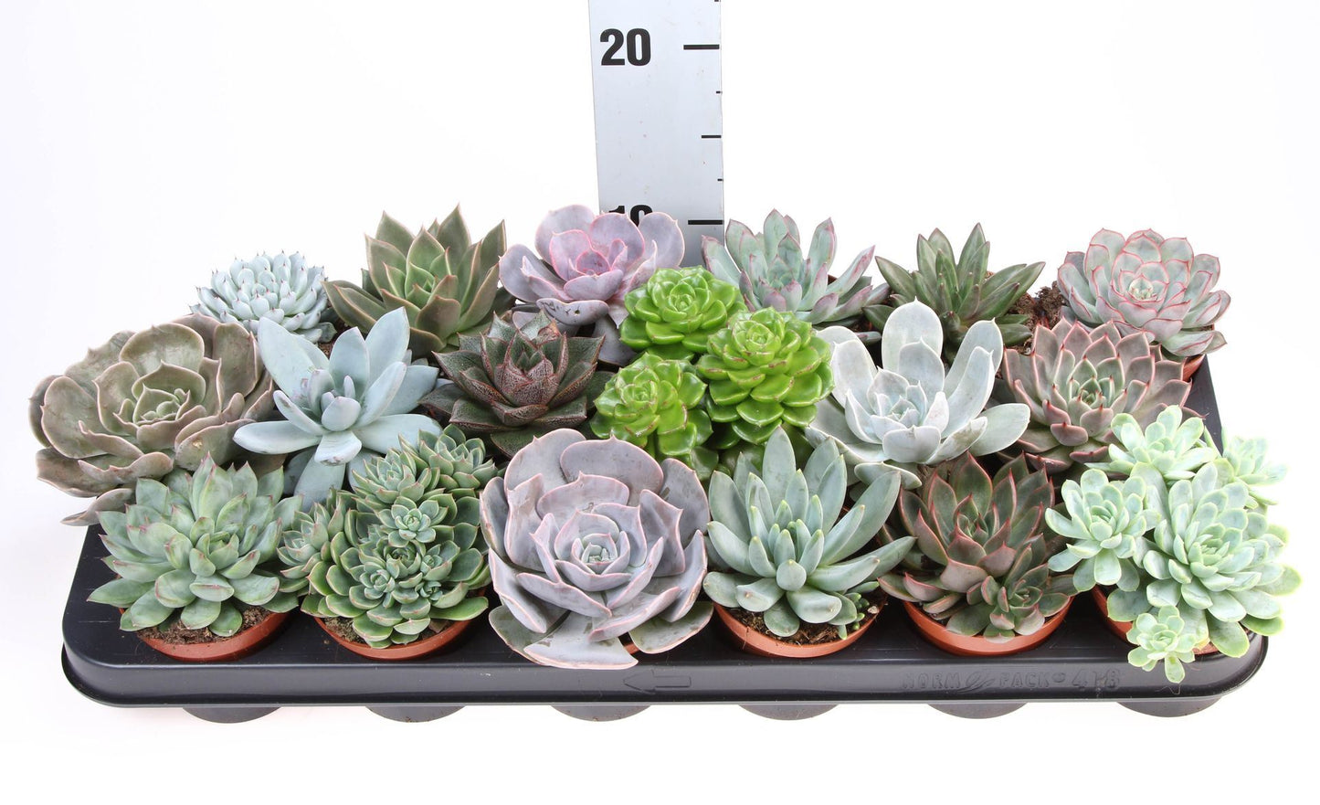 Echeveria حبة وحدة