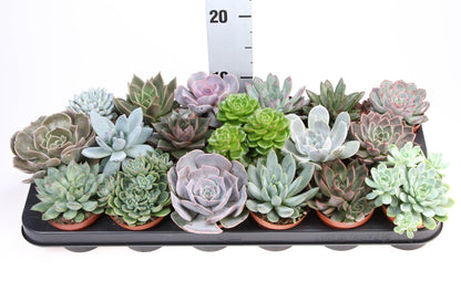Echeveria حبة وحدة