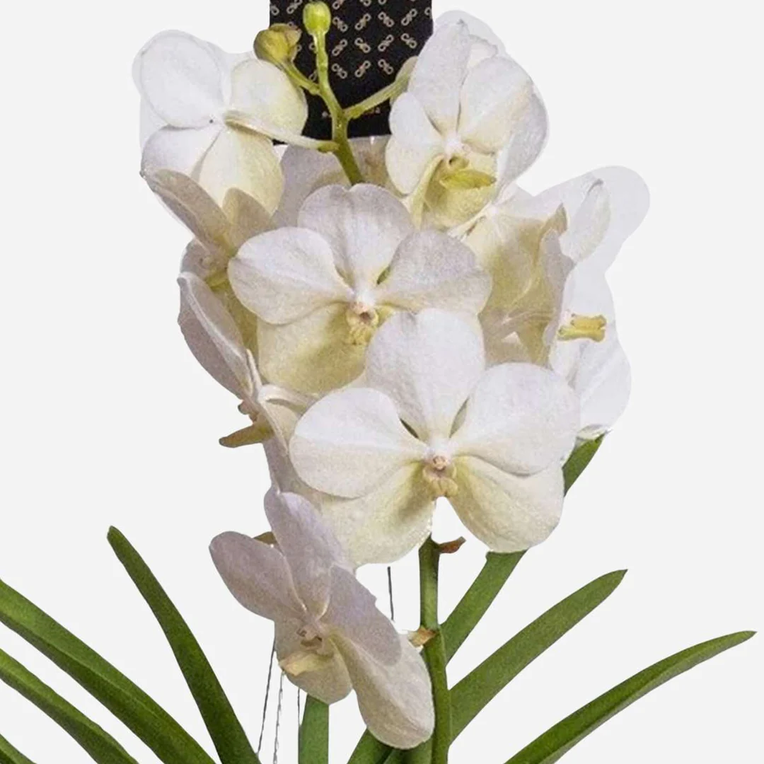 Vanda hybriden