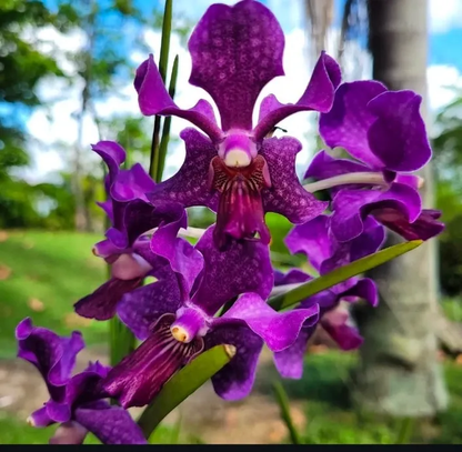 Vanda hybriden