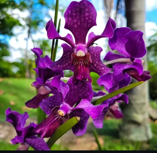 Vanda hybriden