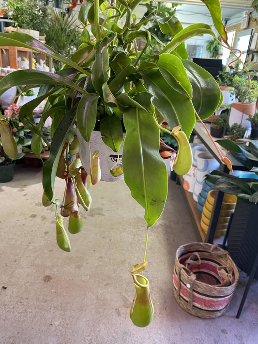 Nepenthes ampullaria  xxl