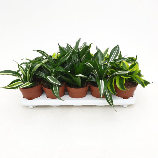 Dracaena حبة