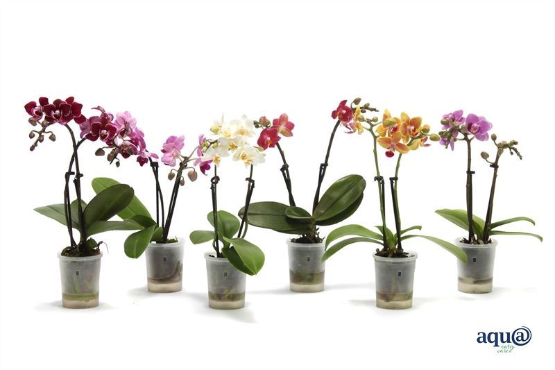 Phalaenopsis mini اوركيد مائي حبة وحده
