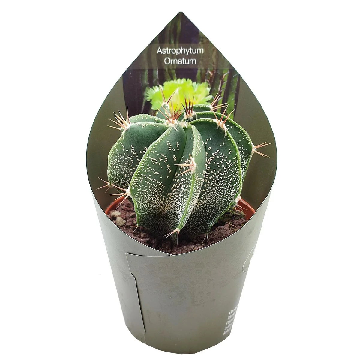 Astrophytum ornatum