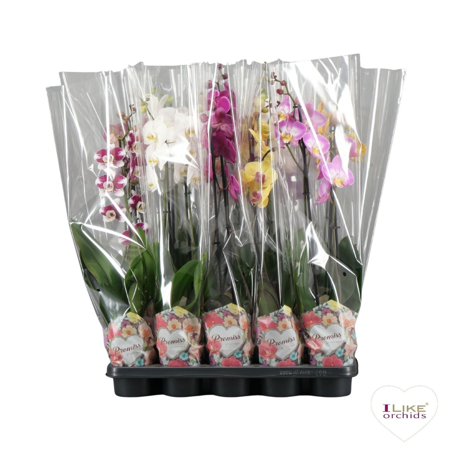 Phalaenopsis اوركيد حبة حدة