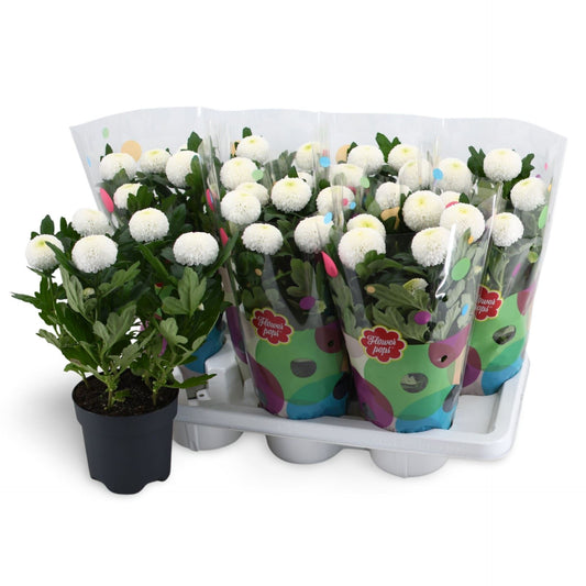 Chrysanthemum Ind. Laporta White